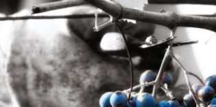 Sangiovese Sangiovese