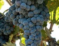 Cabernet Sauvignon Cabernet Sauvignon