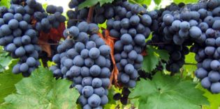 Merlot Merlot