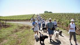 DOG HIKES IN THE VINEYARD AND PANORAMIC VIEWS AT KUNDE WINERY DOG HIKES IN THE VINEYARD AND PANORAMIC VIEWS AT KUNDE WINERY