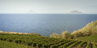 WINE GRAPE HARVEST BEGINS IN SICILY AT TASCA D’ALMERITA WINE GRAPE HARVEST BEGINS IN SICILY AT TASCA D’ALMERITA