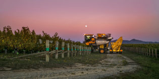 REDISCOVERING THE PLEASURE OF NEW ZEALAND SAUVIGNON BLANC REDISCOVERING THE PLEASURE OF NEW ZEALAND SAUVIGNON BLANC