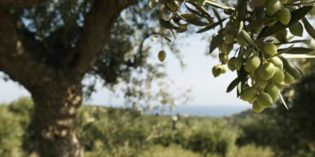 GREEN LIQUID GOLD – THE BEST OLIVE OIL GREEN LIQUID GOLD – THE BEST OLIVE OIL