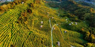 PLANET GRAPE WINE REVIEW’S TOP TEN PROSECCOS AS THE REGION LOOKS TO QUALITY PLANET GRAPE WINE REVIEW’S TOP TEN PROSECCOS AS THE REGION LOOKS TO QUALITY